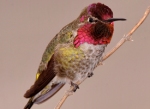 annas_hummingbird_glamor